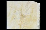 Fossil Plant (Brachyphyllum) - Solnhofen Limestone, Germany #108866-1